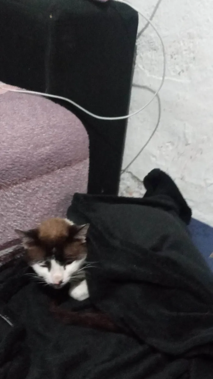 Gato ra a Srd idade 2 anos nome Nao tem nome 