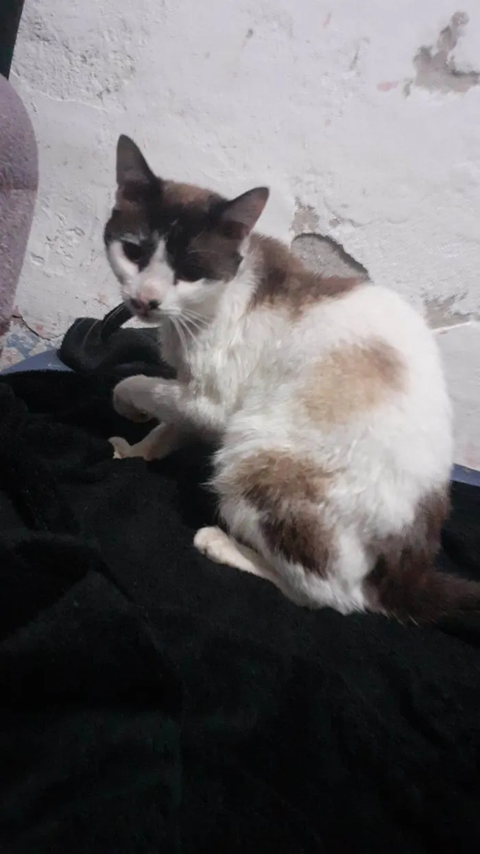 Gato ra a Srd idade 2 anos nome Nao tem nome 
