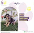 Taylor