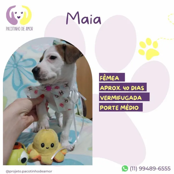 Cachorro ra a SRD-ViraLata idade Abaixo de 2 meses nome Maia