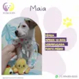 Maia