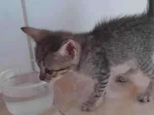 Gato raça SRD-ViraLata idade Abaixo de 2 meses nome Violeta, pandora