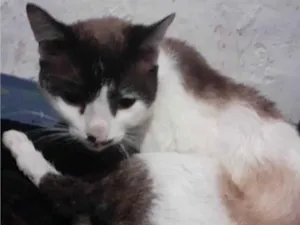 Gato raça Srd idade 2 anos nome Nao tem nome 
