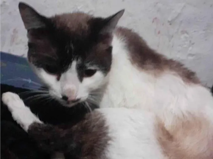 Gato ra a Srd idade 2 anos nome Nao tem nome 