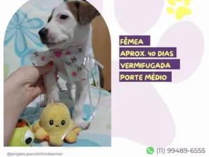 Cachorro raça SRD-ViraLata idade Abaixo de 2 meses nome Maia