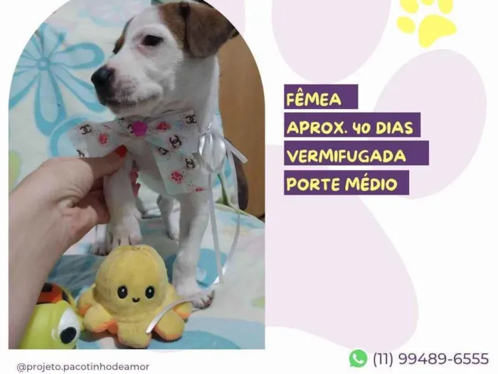 Cachorro ra a SRD-ViraLata idade Abaixo de 2 meses nome Maia