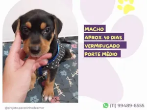 Cachorro raça SRD-ViraLata idade Abaixo de 2 meses nome Zeus