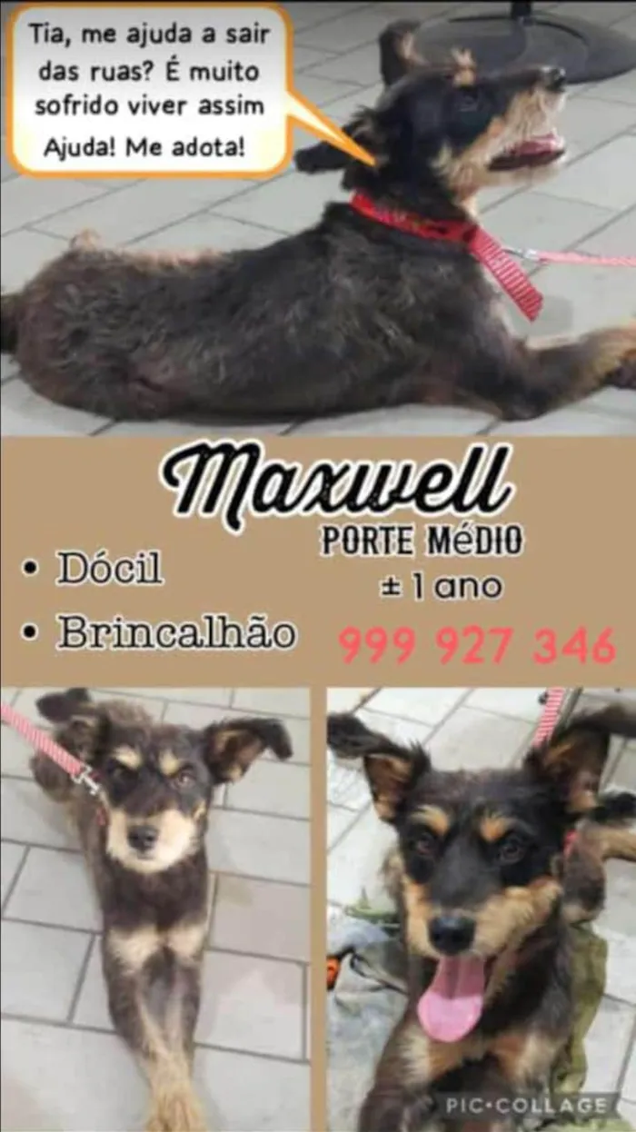 Cachorro ra a SRD-ViraLata idade 7 a 11 meses nome Maxwell