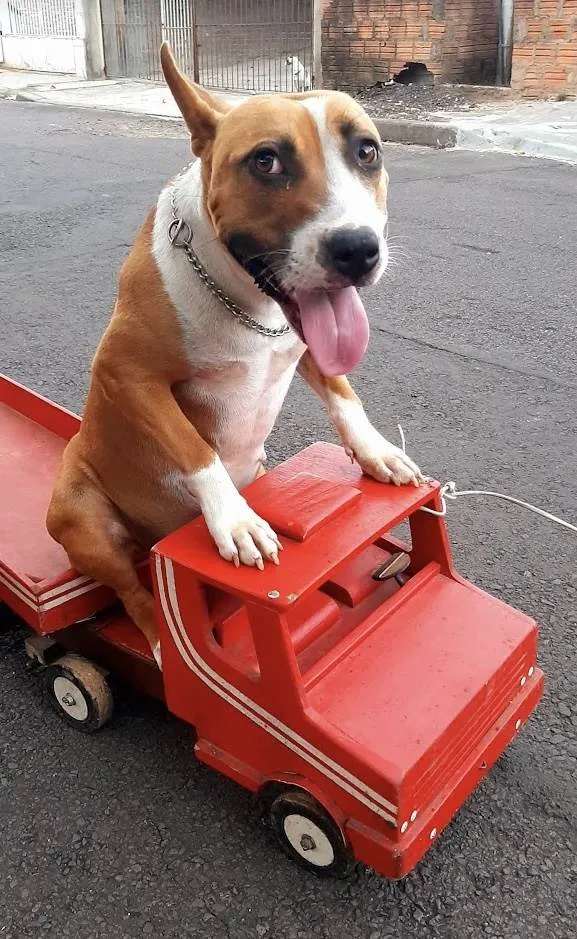 Cachorro ra a Pit-Bull idade 2 anos nome Dora 