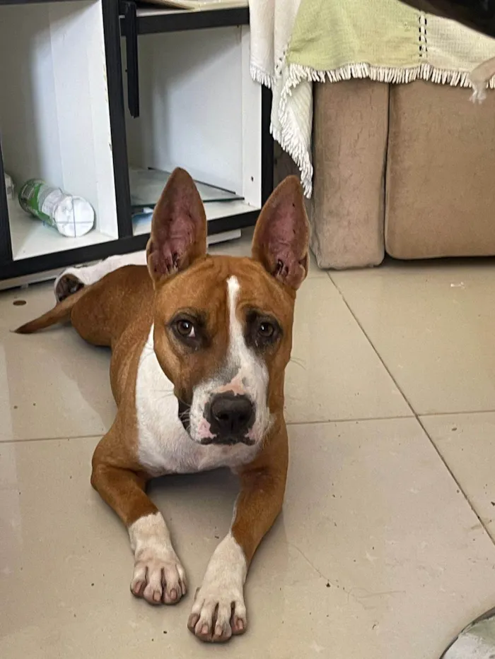 Cachorro ra a Pit-Bull idade 2 anos nome Dora 