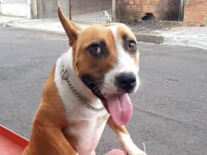Cachorro raça Pit-Bull idade 2 anos nome Dora 