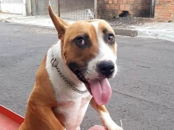 Cachorro ra a Pit-Bull idade 2 anos nome Dora 
