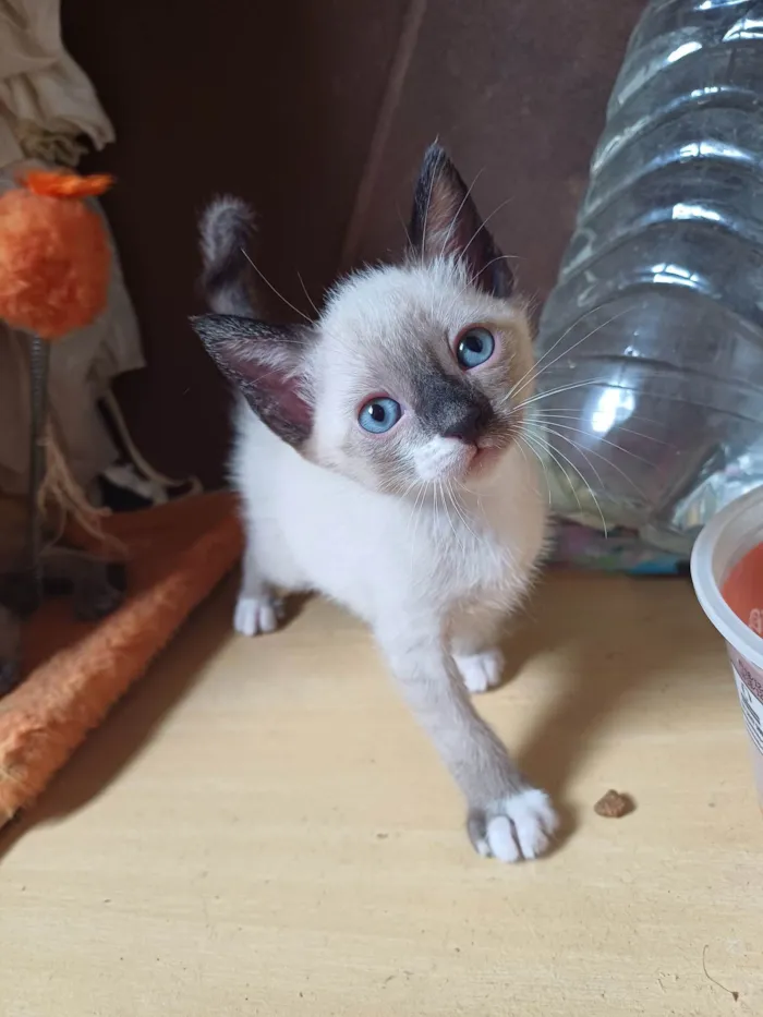 Gato ra a siames idade Abaixo de 2 meses nome Luquinhas Siames adocao