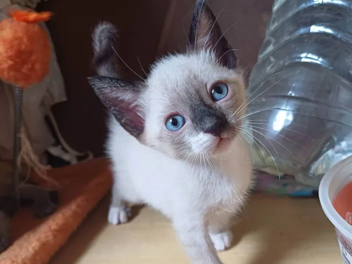 Gato ra a siames idade Abaixo de 2 meses nome Luquinhas Siames adocao