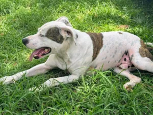 Cachorro raça Pit-Bull idade 2 anos nome Theo 