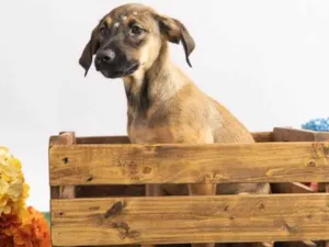 Cachorro raça SRD-ViraLata idade 2 a 6 meses nome Pedrita