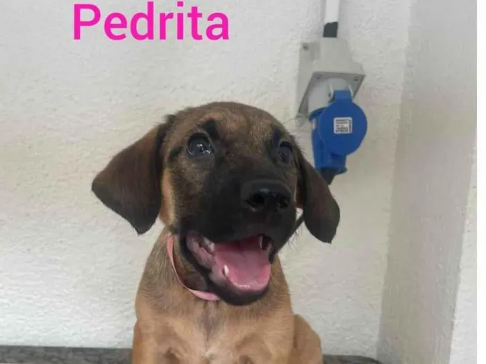 Cachorro ra a SRD-ViraLata idade 2 a 6 meses nome Pedrita 