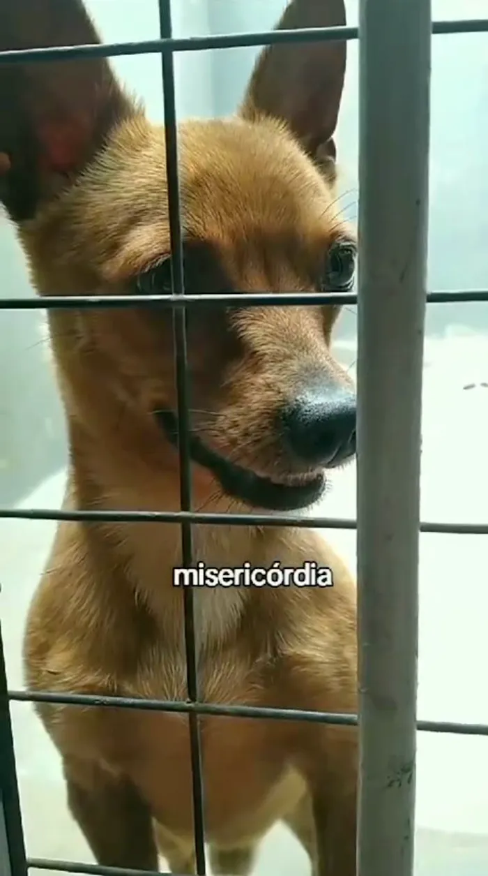 Cachorro ra a Pinschers  idade  nome Chamo de caju