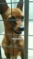 Chamo de caju