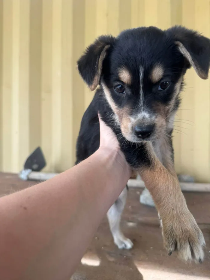 Cachorro ra a SRD-ViraLata idade 2 a 6 meses nome Ela quer você