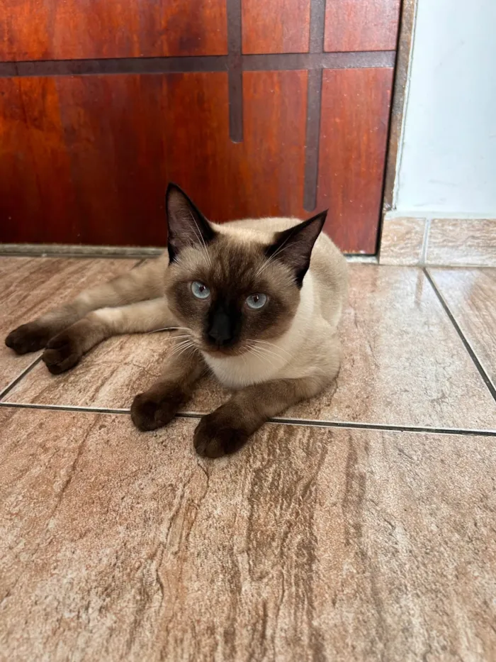 Gato ra a Siamês idade 2 a 6 meses nome Zoe