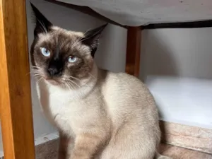 Gato raça Siamês idade 2 a 6 meses nome Zoe