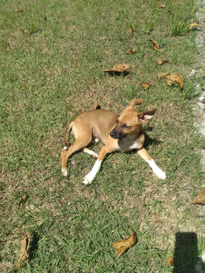 Cachorro ra a Indefinida idade 2 a 6 meses nome Sem nome