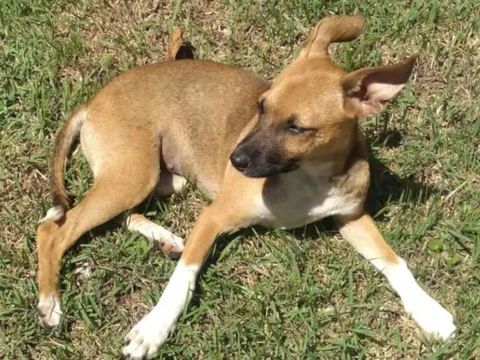 Cachorro ra a Indefinida idade 2 a 6 meses nome Sem nome