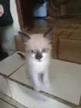 Gatinha