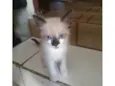 Gatinha