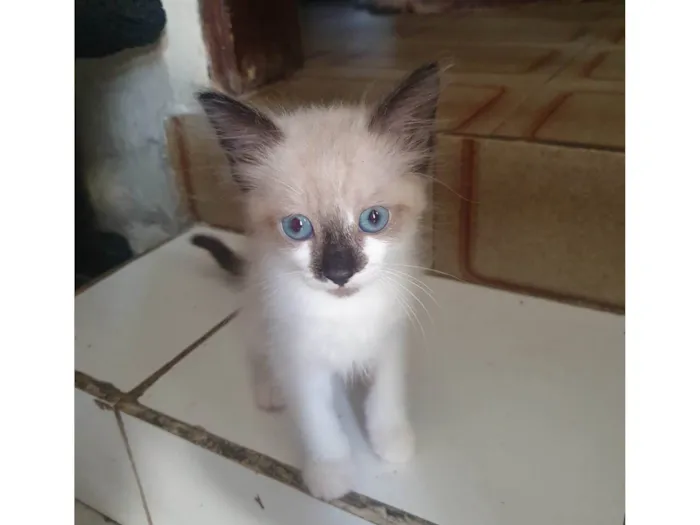 Gato ra a  idade 2 a 6 meses nome Gatinha