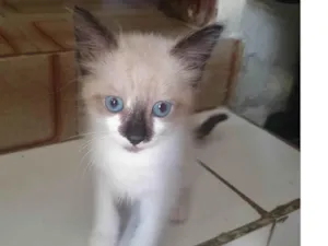 Gato raça  idade 2 a 6 meses nome Gatinha