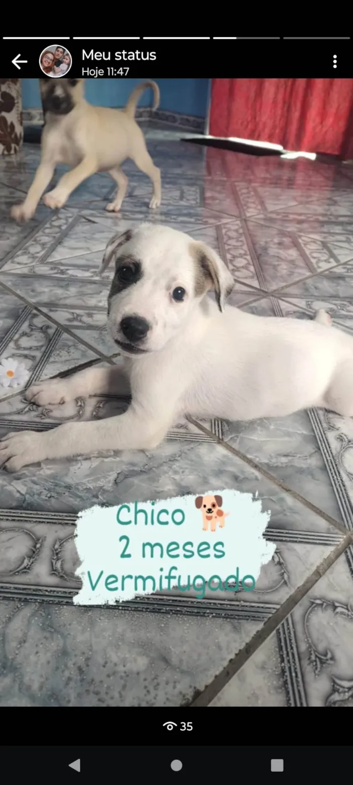 Cachorro ra a  idade 2 a 6 meses nome Chico 