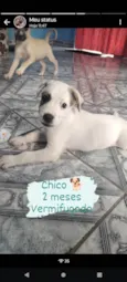 Chico