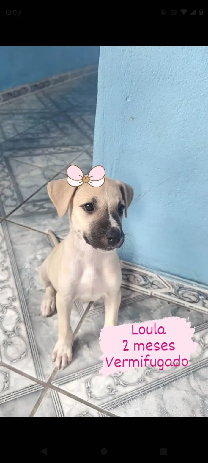 Cachorro ra a  idade 2 a 6 meses nome Loula 