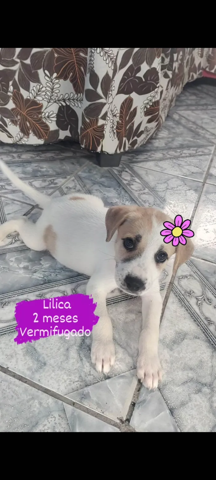 Cachorro ra a  idade 2 a 6 meses nome Lilica