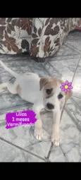 Lilica
