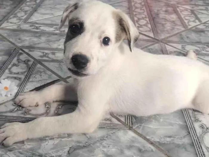 Cachorro ra a  idade 2 a 6 meses nome Chico 