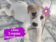 Lilica