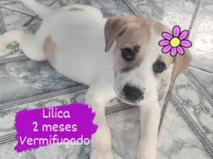 Cachorro raça  idade 2 a 6 meses nome Lilica