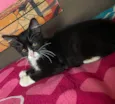 Cleitinho