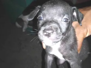 Cachorro raça Pitbull com poodle  idade 2 a 6 meses nome Filhotes 