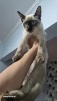 Nika