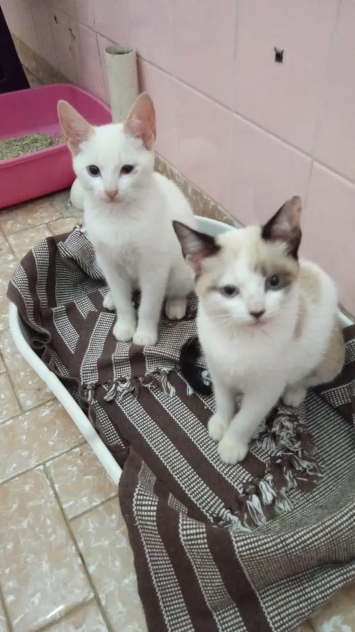 Gato ra a SRD-ViraLata idade 2 a 6 meses nome Romeu e Julieta