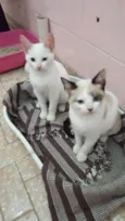Romeu e Julieta