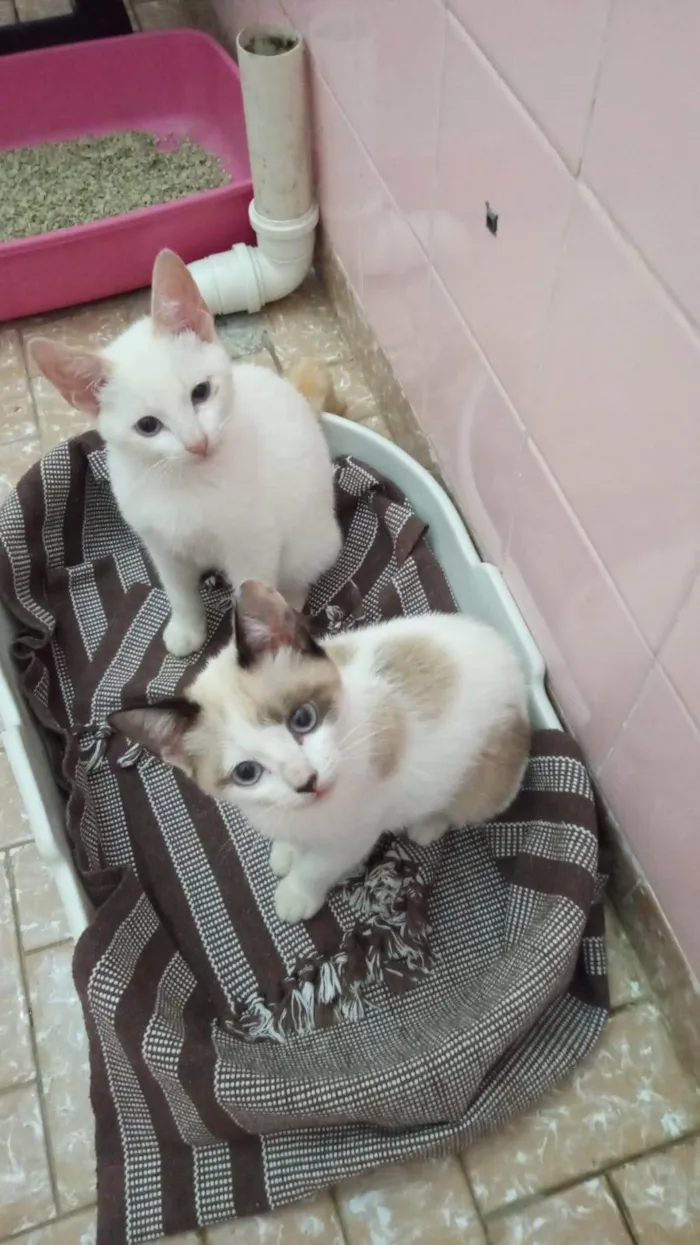 Gato ra a SRD-ViraLata idade 2 a 6 meses nome Romeu e Julieta