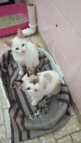 Romeu e Julieta