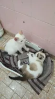 Romeu e Julieta