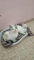 Romeu e Julieta