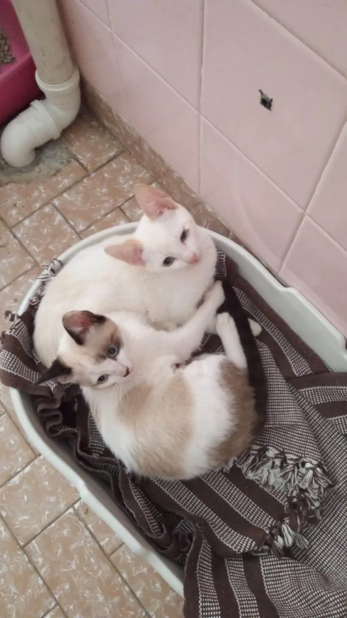 Gato ra a SRD-ViraLata idade 2 a 6 meses nome Romeu e Julieta